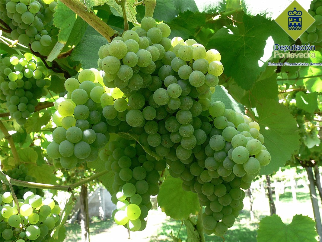 Vid - Grapevine - Vide >> 21ago15_Este año hay mucha uva y esta sana.jpg